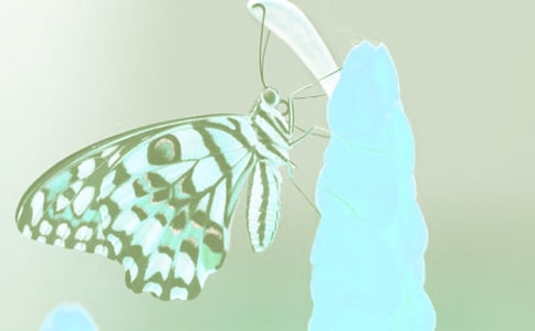 Ұ����ֲ�ﱣ�o(h��)�������󣨾��x5ƪ��