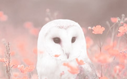 愛護動植物就是愛護自己