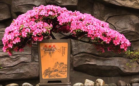 �ҵ�ֲ�����Ѷ��N������