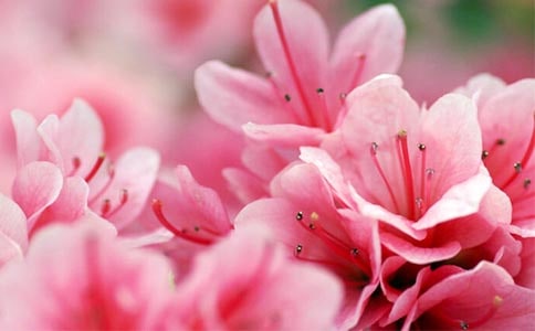 【精選】杜鵑花作文3篇