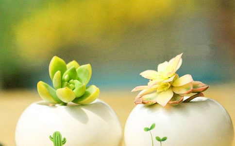 關于多肉的作文