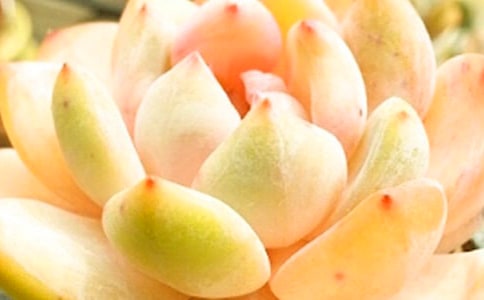 多肉小學(xué)生作文