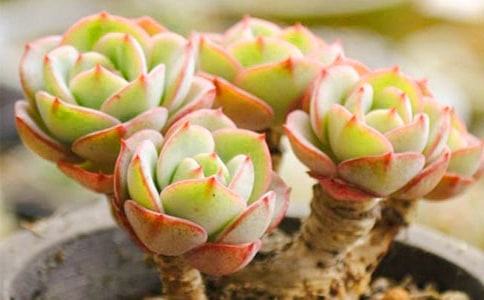 可愛的多肉 - 狀物作文350字