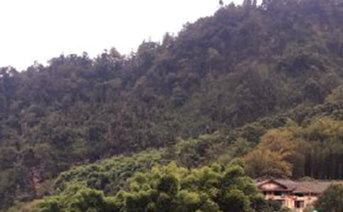 �����Ĵ���üɽ��(d��o)���~����5ƪ