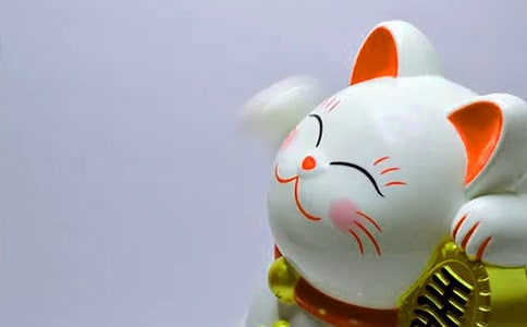 發(fā)財樹的養(yǎng)殖方法和注意事項(xiàng)