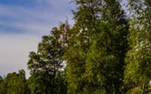 鄉(xiāng)下風(fēng)景作文650字