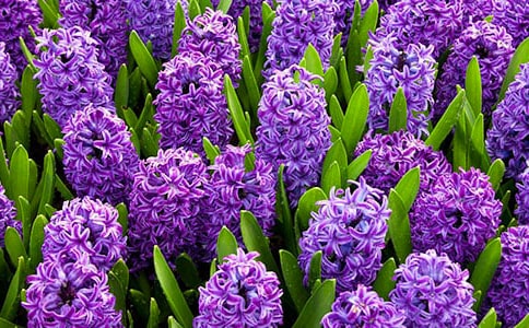 風(fēng)信子優(yōu)秀作文450字