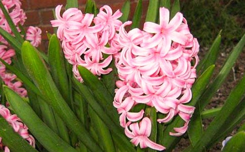 藍色風信子作文