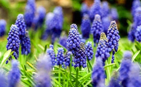 神奇的風(fēng)信子優(yōu)秀作文