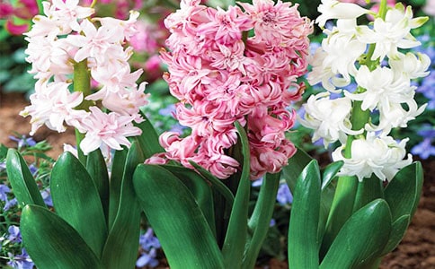 [��(y��u)�x]�Ҽҵ��L(f��ng)��������5ƪ