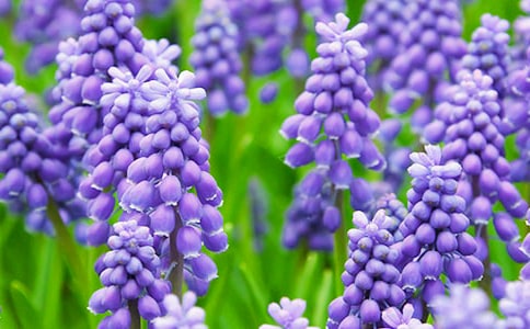 風信子的藍色優(yōu)秀作文