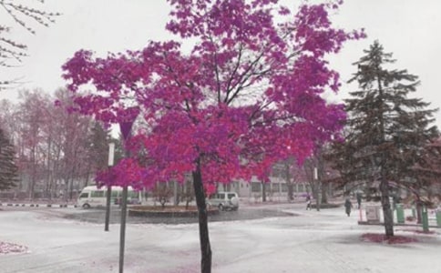 風(fēng)雪梅_小學(xué)作文