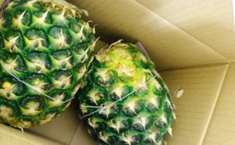 高濃度CO2對紫星鳳梨光合作用和生長發(fā)育的影響