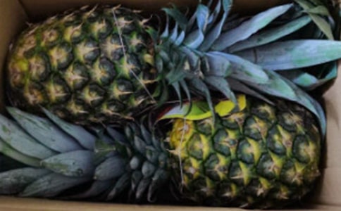 火劍鳳梨的功效與作用 火劍鳳梨的種植要點