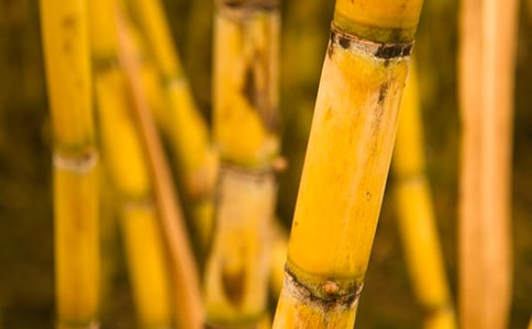 �����f����