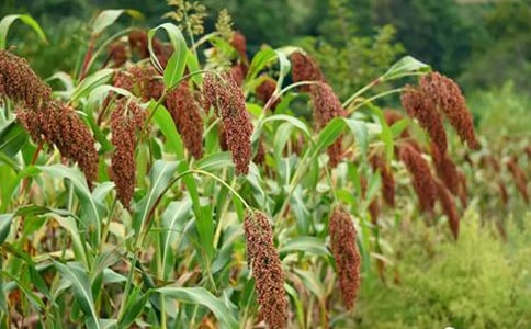 �������顷�̰�