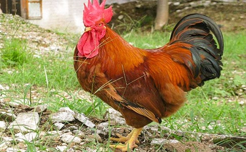 大公雞和鴨大嬸優(yōu)秀作文