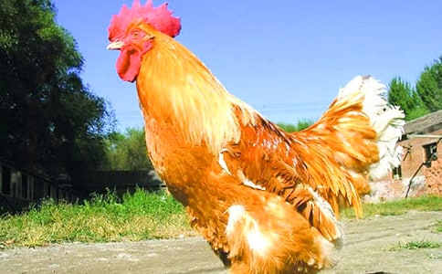 好斗的公雞作文