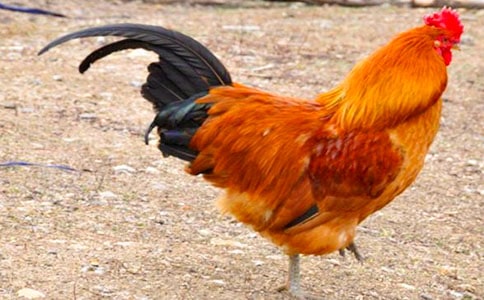 ����С���u����