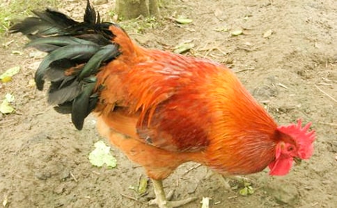 ͯȤ���t���u���G���u�������@�����������Ҫ׽ס������סβ��������(��һֲ��)