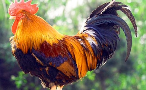 大班美術(shù)教案《創(chuàng)意公雞》