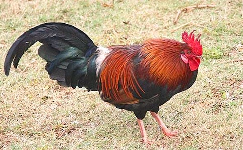 С����u�̰�