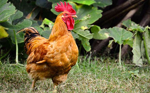 ���u������600��[��Ʒ]