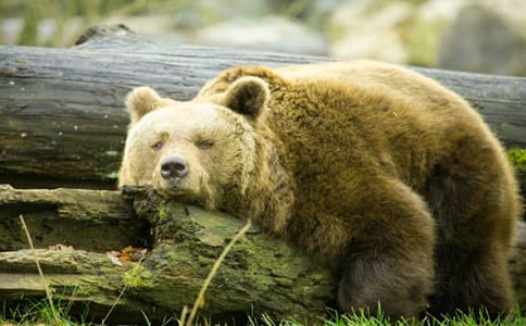 �Ђ���������Ӣ������