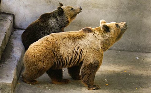 大班活動:狗熊分餅