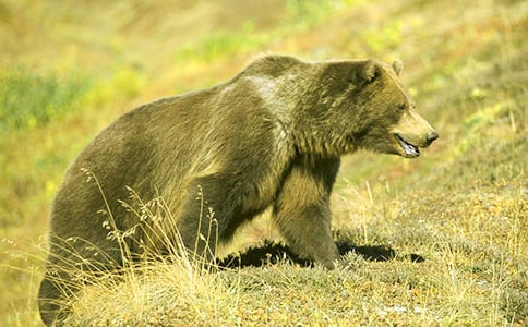 �Ђ�(g��)���ܵ�����Ӣ������