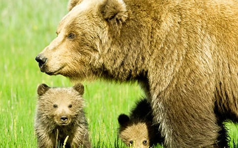 不做狗熊做英雄作文