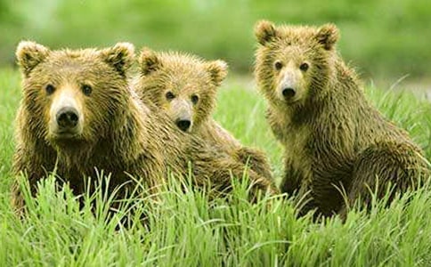 【精華】狗熊作文500字4篇