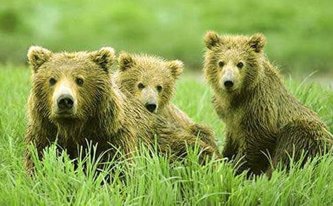 ��Ӣ�ۡ��c�����ܡ�����