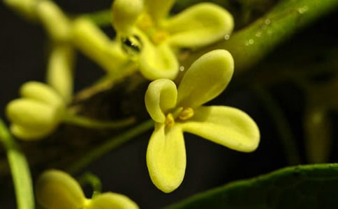 實用的桂花的作文錦集七篇