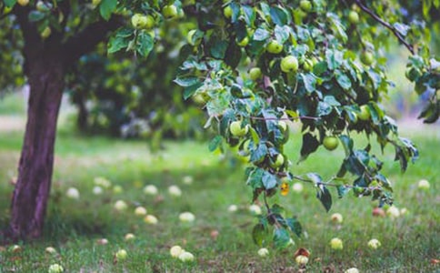 美麗的果園作文