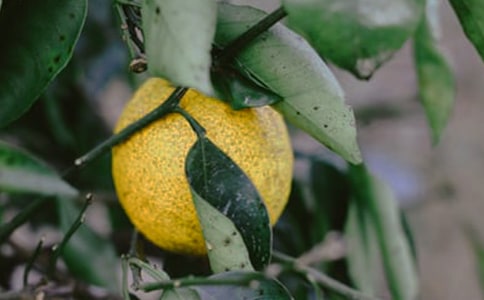 ���@�ҵĘ�(l��)�@����