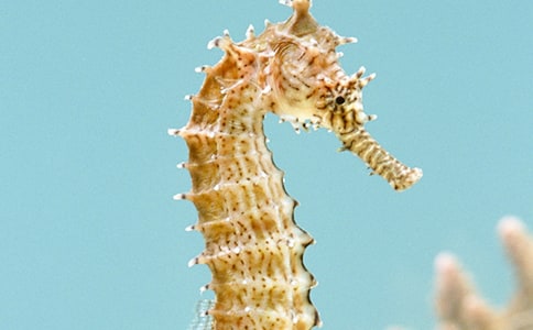 熱應(yīng)激對小鼠海馬細(xì)胞構(gòu)筑的影響