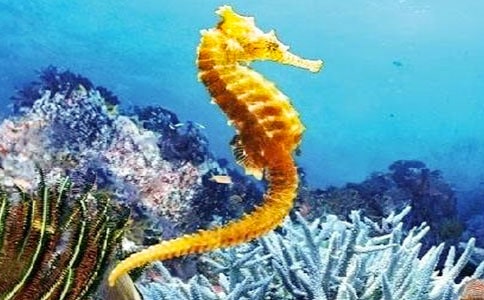 �����ǻ��Kĩ�a(ch��n)������R��(j��ng)Ԫ�ēp�������c�C(j��)��