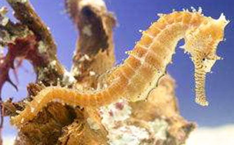 �\������ȱ��С���RNOS��nNOSˮƽ��Ӱ�