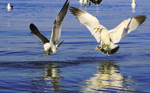 喂海鷗作文300字