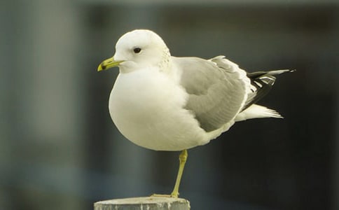 描寫海鷗的作文(通用22篇)