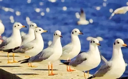 ���t:�Y���Ї��Ļ�