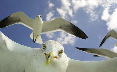 ���t�̼{ɭ�����x���