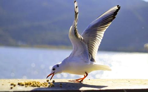 ���w�������t���̰�