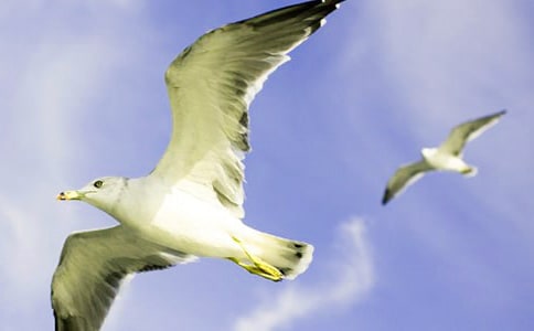 《海鷗喬納森》讀后感集錦15篇