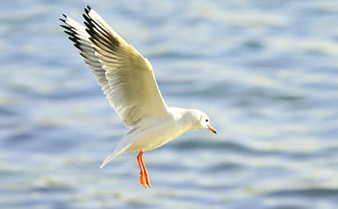 《海鷗喬納森》讀后感匯編15篇