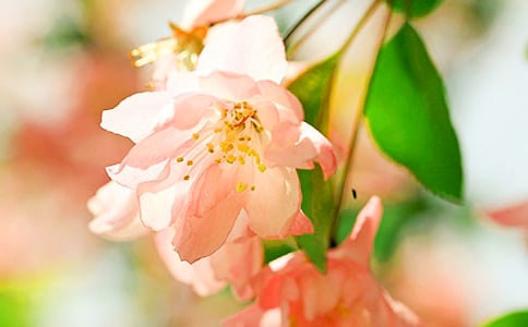 尖叫的海棠讀后感(通用13篇)