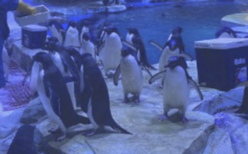 游香港海洋公園1200字