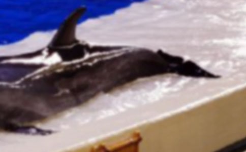 ����ˮ������