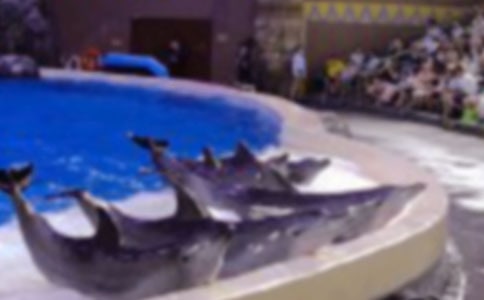 藍(lán)色的海豚島讀后感500字